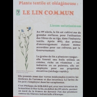 Lin commun - Linum usitatissimum
